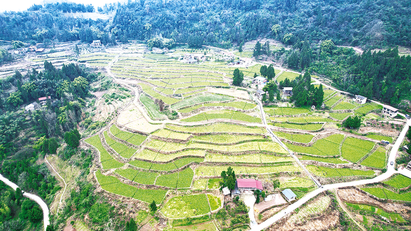 重庆开州区巫山镇发展青菜头产业助力乡村振兴